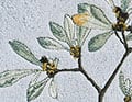 Botanische Poesie Bestickt