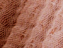 Les Papyrus Rose Ancien